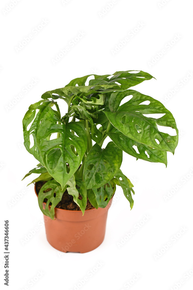 Tropical 'Monstera Adansonii' or 'Monstera Monkey Mask' vine houseplant in flower pot isolated on white background Tropical 'Monstera Adansonii' or 'Monstera Monkey Mask' vine houseplant in flower pot isolated on white background