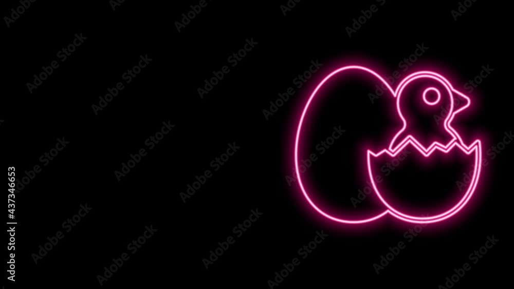 Glowing neon line Little chick in cracked egg icon isolated on black background. 4K Video motion graphic animation Glowing neon line Little chick in cracked egg icon isolated on black background. 4K Video motion graphic animation