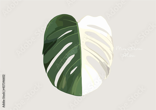 Vector Illustration of Monstera Deliciosa, Swiss Cheese Plant	
