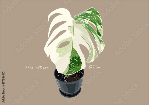 Vector Illustration of Monstera Deliciosa, Swiss Cheese Plant	
