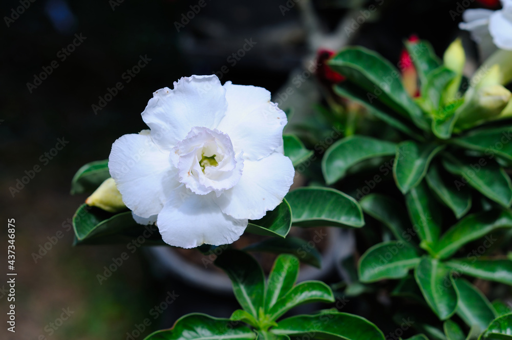 Obraz premium White Desert Rose