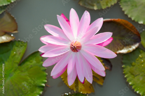 Pink water lily