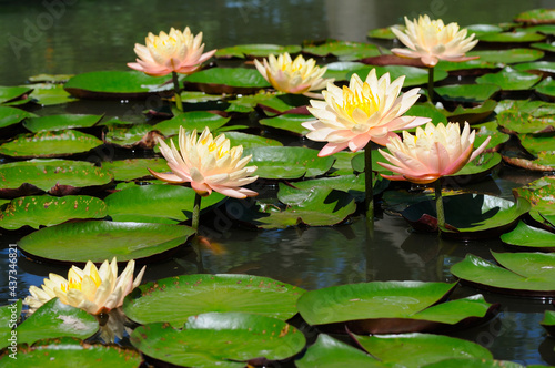 Pink Water Lilies on a Sunny Day