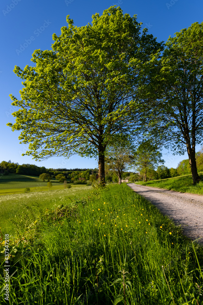 Obraz premium Sauerland Landschaft Panorama Deutschland Stimmung Schloss Melschede Weg Wandern Natur Sundern Balve Idyll Abendlicht Sonne Felder Wiesen Bäume Panorama Erholung Sonne Landwirtschaft
