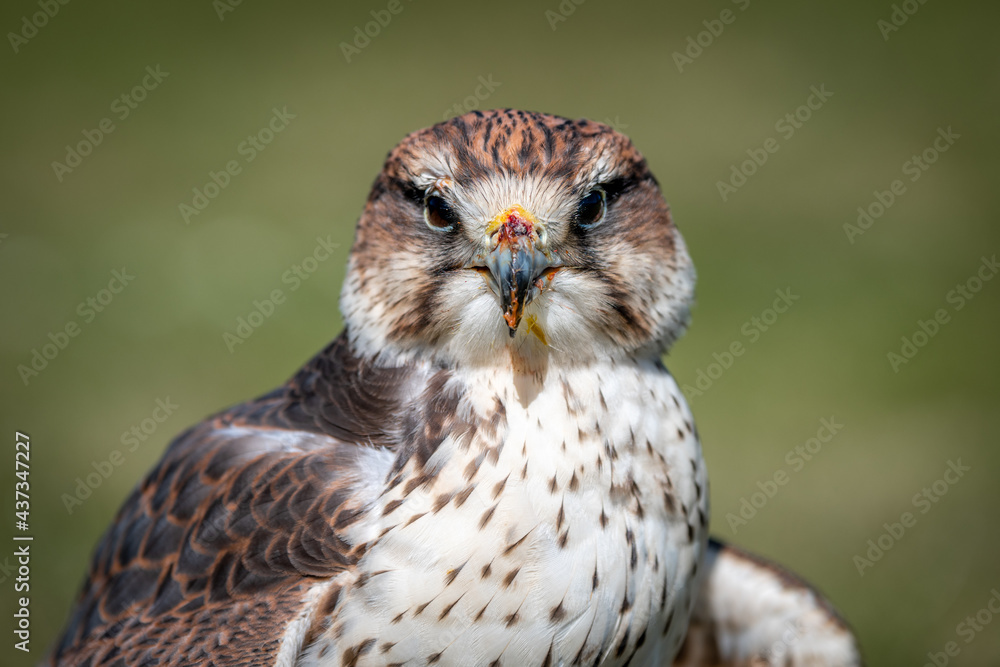 Naklejka premium Close up portrait of a saker falcon, Falco cherrug, as it stares forward at the camera. It still has remnants of food on its beak