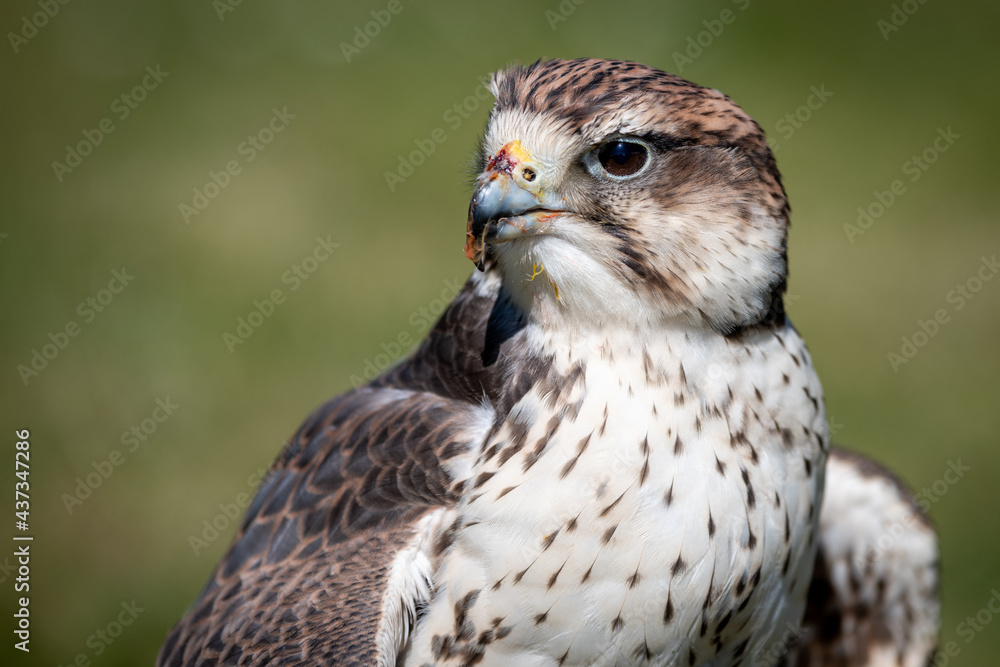 Close up portrait of a saker falcon, Falco cherrug, as it stares forward to the left Close up portrait of a saker falcon, Falco cherrug, as it stares forward to the left