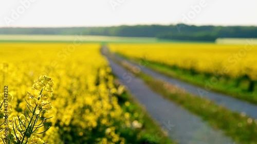 Road in between Canola flowers fields at sunset	