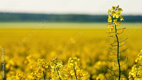Golden canola flower in evening sun