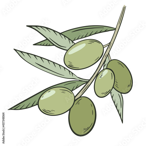 Green olives on a branch with leaves, vector. A plucked handful of olives. Oilseed crop, farm harvest. Growing of olives and oil production. Hand drawing.