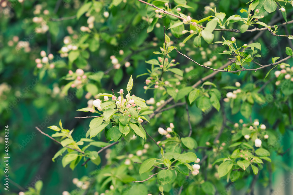 wild apple blossom in spring wild apple blossom in spring