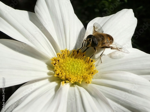 Close-up of bee pollinating white flower with yellow stamens