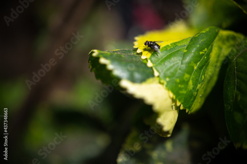 Amazing Zambian Housefly on a leaf, on a lope, beautiful burred backgrounds  
