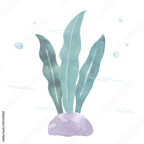 昆布の水彩イラスト