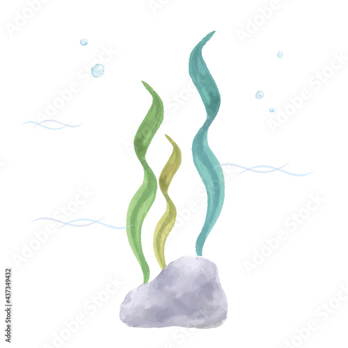 海藻の水彩イラスト