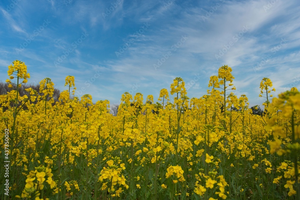 菜の花畑 菜の花畑
