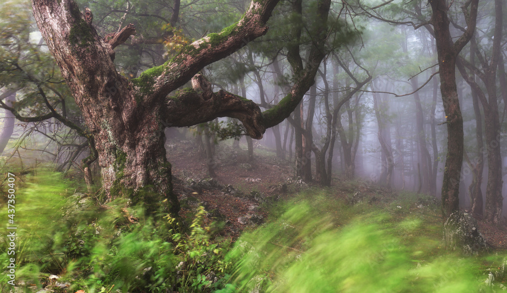 Misty forest. Foggy forest in a gloomy landscape Misty forest. Foggy forest in a gloomy landscape