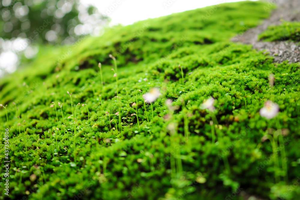 green moss on the ground green moss on the ground