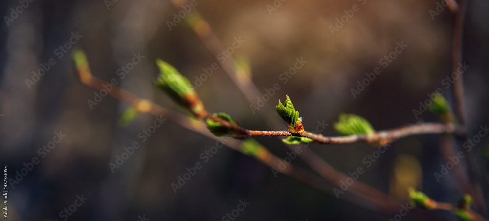 Buds swell on branches, close-up, soft focus. The beginning of flowering. Spring image. Buds swell on branches, close-up, soft focus. The beginning of flowering. Spring image.