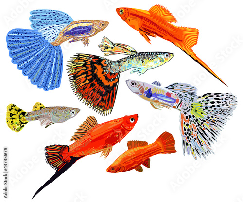 Vector collection of colorful aquarium fishes, guppies and swordtail fishes. Isolated.