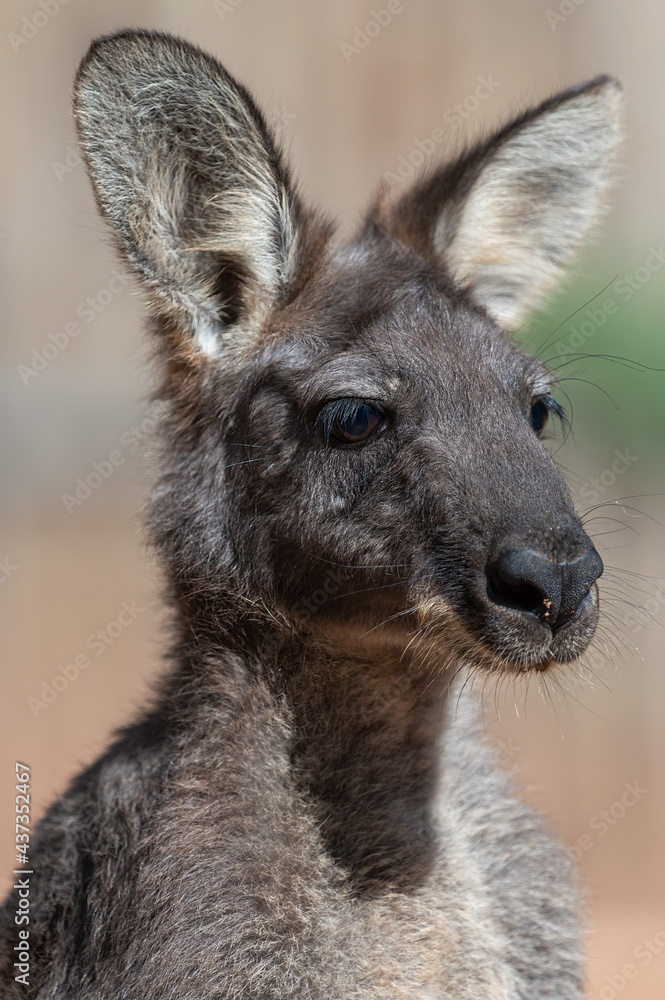 the closed-up kangaroo outdoor portrait 