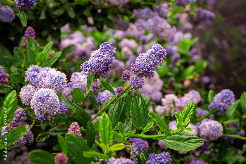 Spring flowering bush with purple flowers, natural background Spring flowering bush with purple flowers, natural background