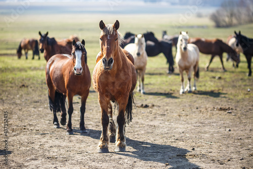 huge herd of horses in the field. Belarusian draft horse breed. symbol of freedom and independence © hiv360