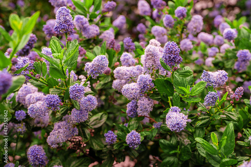 Spring flowering bush with purple flowers  natural background