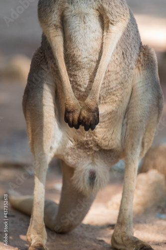 legs of a standing kanguru 