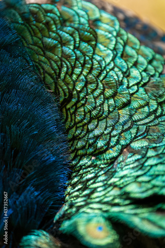 Fototapeta Naklejka Na Ścianę i Meble -  vivid colorful peacock feather background