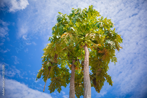 Zambian Pawpaw tree, African Pawpaw tree, Domestic fruit Tree