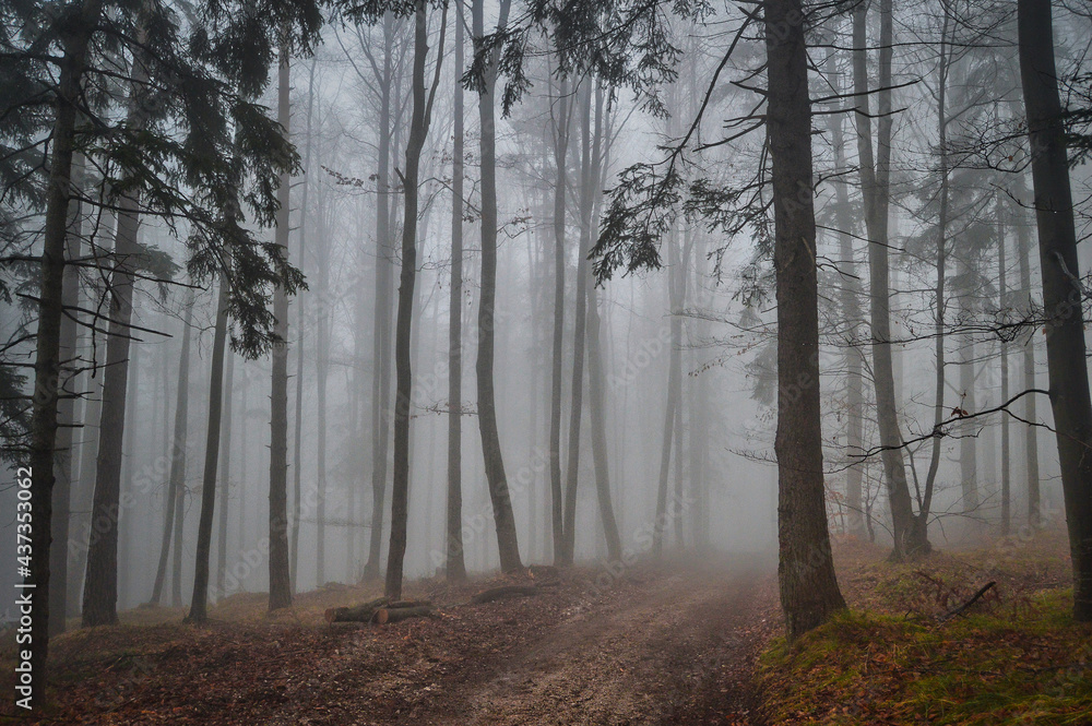 morgendlicher Nebelspaziergang im Wald morgendlicher Nebelspaziergang im Wald