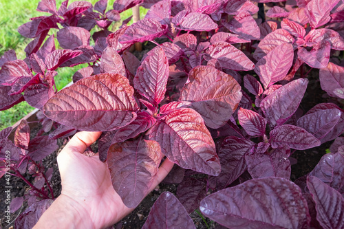 Woman hands checking fresh red amaranth in backyard, Organic vegetables are grown in plots, fresh salad, healthy food.