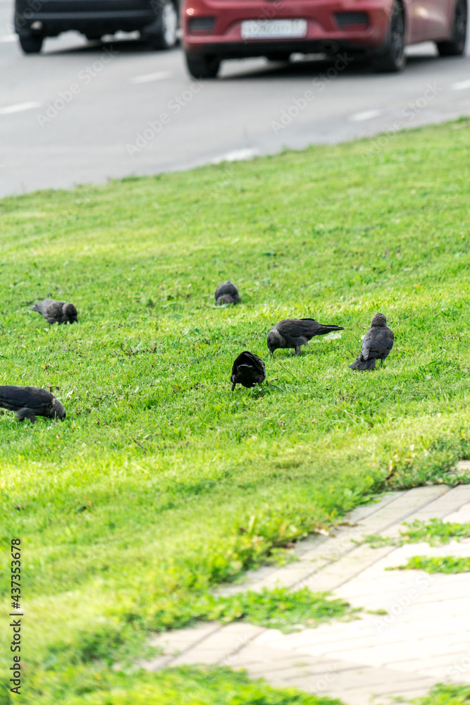 Crows on the grass. Crows looking for food on the lawn. Crows on the grass. Crows looking for food on the lawn.