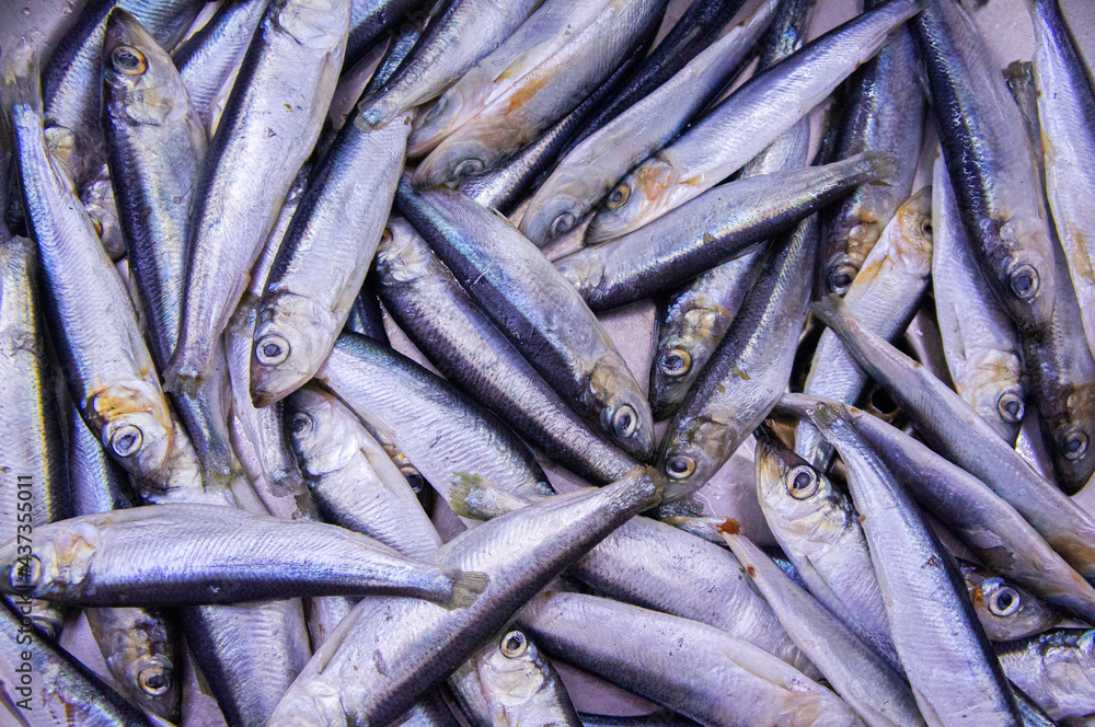 Fresh Baltic herring fish close-up. Macro Photo Fresh Baltic herring fish close-up. Macro Photo