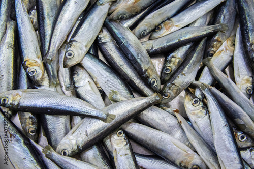 Fresh Baltic herring fish close-up. Macro Photo