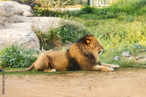 Lazy lion leader lying and resting on a grass  while the female forages for food