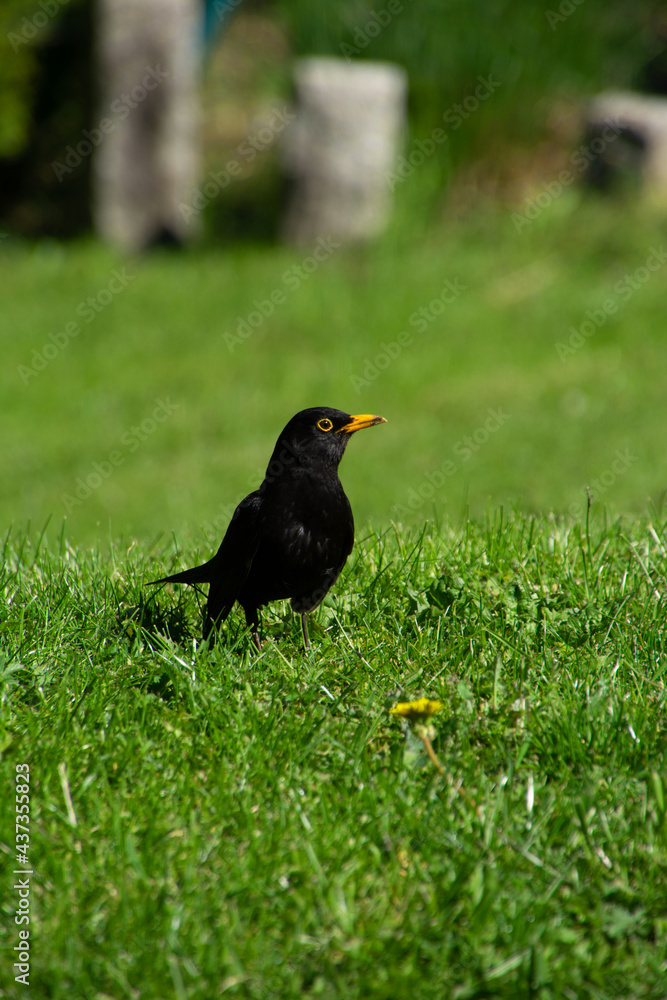 male of common blackbird in the green grass in the spring sun male of common blackbird in the green grass in the spring sun
