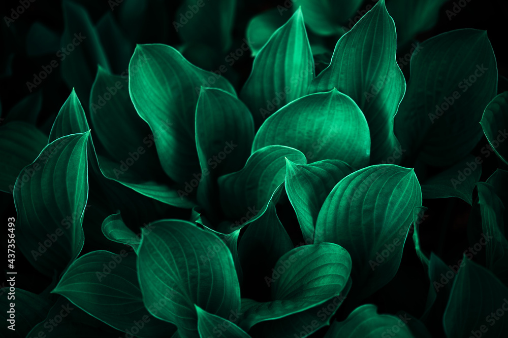 Abstract dark green background of leaves, summer nature