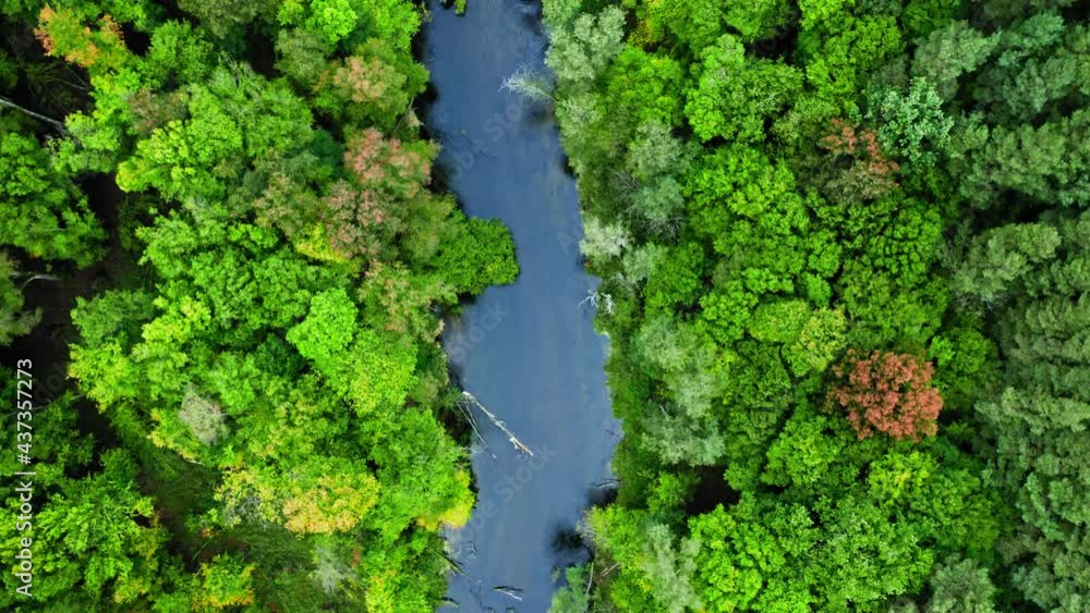 River and green forest in early autumn. Wildlife in Poland. River and green forest in early autumn. Wildlife in Poland.