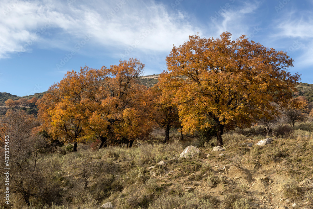 Autumn oak tree on a background of blue sky and mountains