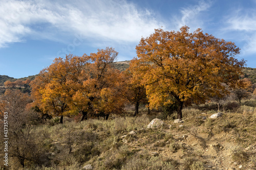 Autumn oak tree on a background of blue sky and mountains