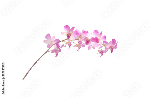 Light pink endrobium orchids flower isolated on white background , cliiping path