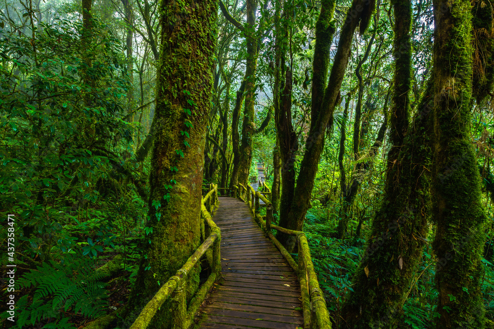 Fototapeta premium Beautiful forest path 