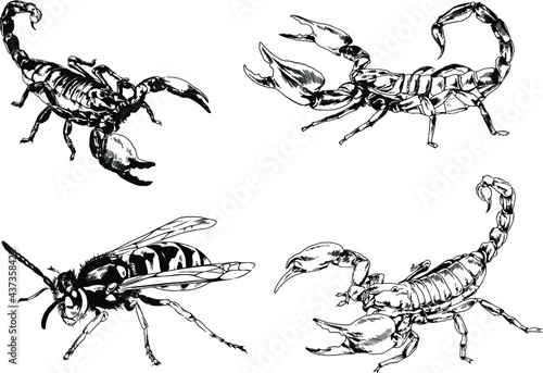 vector drawings sketches different insects bugs Scorpions spiders drawn in ink by hand , objects with no background   © evgo1977