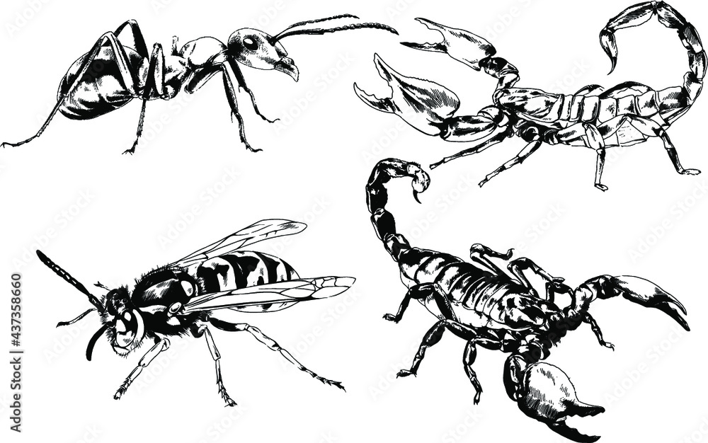 Fototapeta premium vector drawings sketches different insects bugs Scorpions spiders drawn in ink by hand , objects with no background 