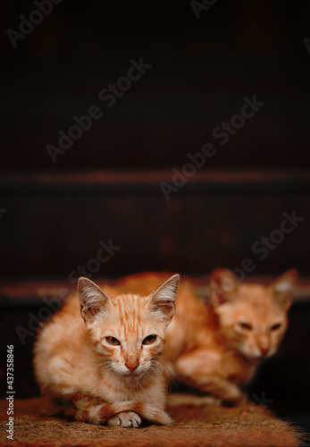 cat brothers photo