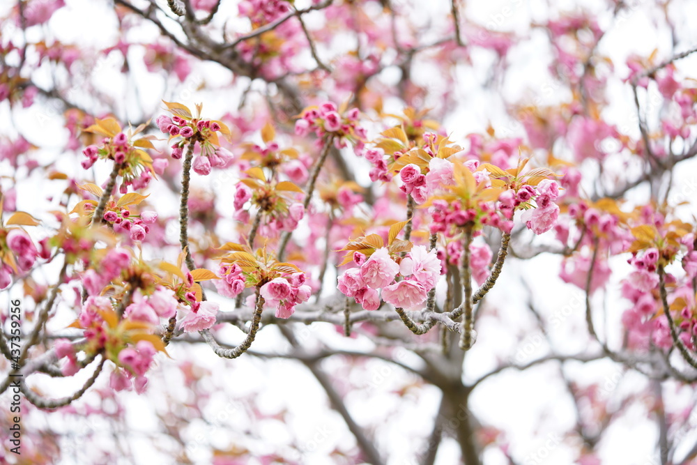 South Korea, Busan, UN memorial Park, Double Cherry Blossoms, 한국, 부산, UN기념공원, 겹벚꽃