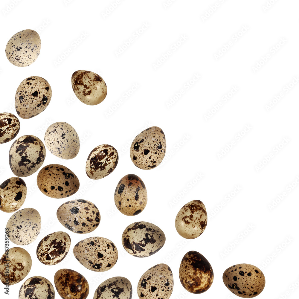 Quail eggs bird animal food isolated frame on white background macro photo Quail eggs bird animal food isolated frame on white background macro photo