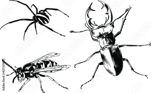 vector drawings sketches different insects bugs Scorpions spiders drawn in ink by hand , objects with no background