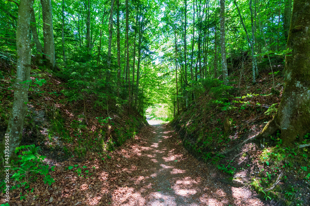 Lichtung am Wanderweg am Reintalersee bei Kramsach Lichtung am Wanderweg am Reintalersee bei Kramsach